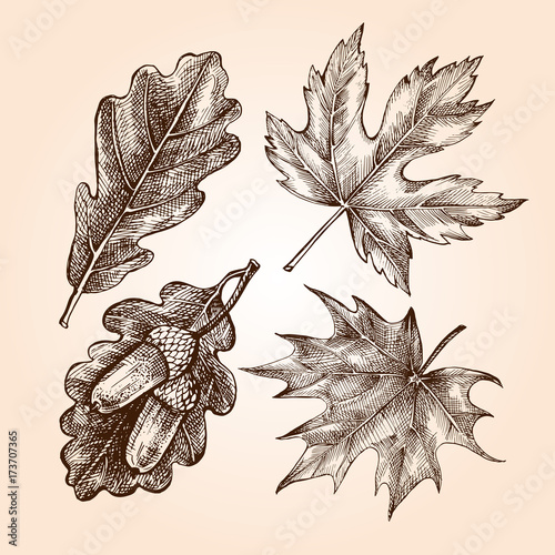 Ink hand drawn set of maple and oak leaves. Botanical elements collection for design, Vector illustration.