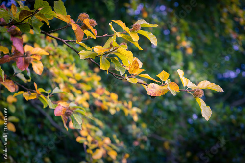 Leaves in trees during early autumn