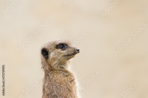 Beautiful Meerkat (suricate suricatta) Portrait with clean background © Ian Sherriffs