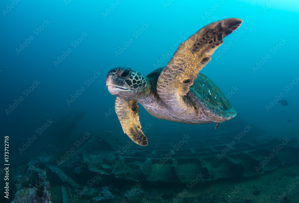 Obraz premium Sea turtle, Isla Santa Cruz, Galapagos Islands, Ecuador.