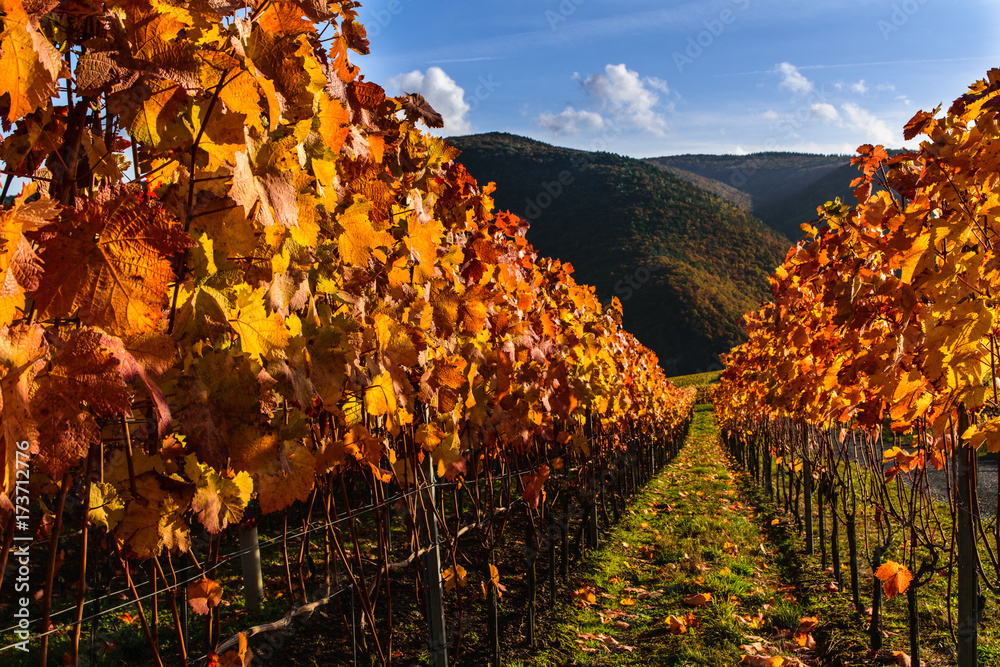 Fototapeta premium Herbst im Weinberg