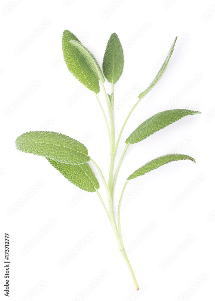Fresh Sage Fresh Sage