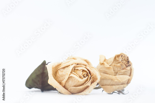 Dried rose flower on white background with copy space