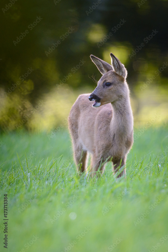 Eine Ricke mit Kitz auf einer Wiese im Spätsommer Eine Ricke mit Kitz auf einer Wiese im Spätsommer