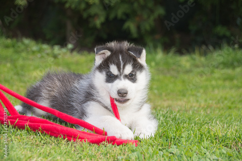 Husky Welpe spielt mit rotem Stoffband © Michael Ebardt