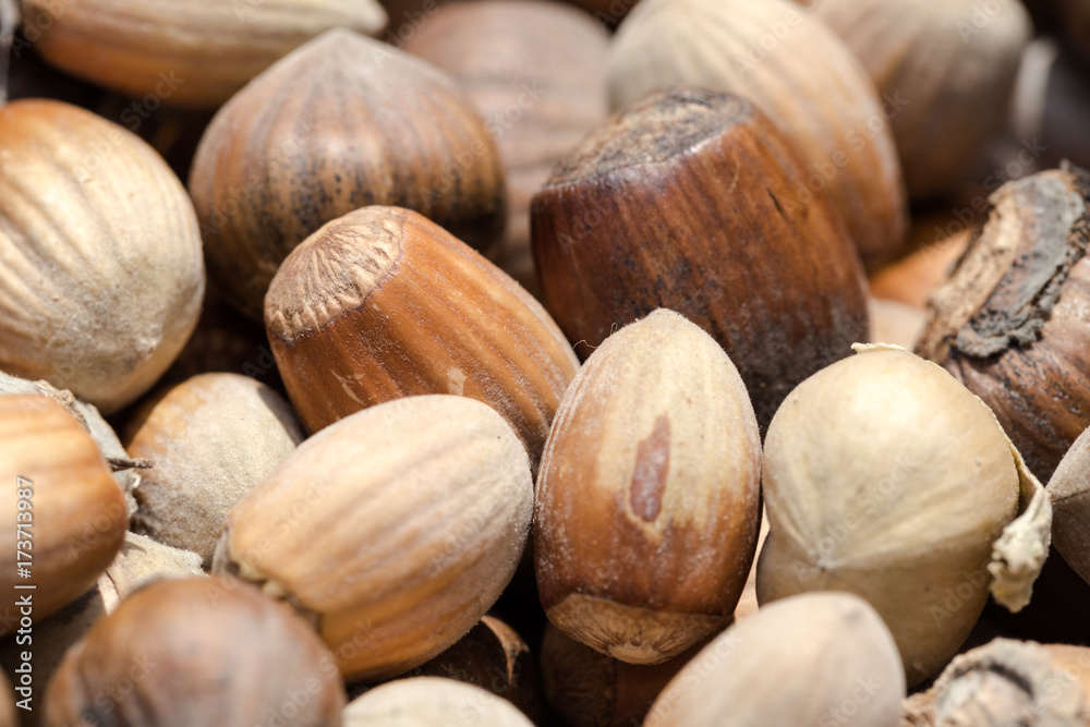 Sun dried brow, fresh in shell, hazelnuts background Sun dried brow, fresh in shell, hazelnuts background