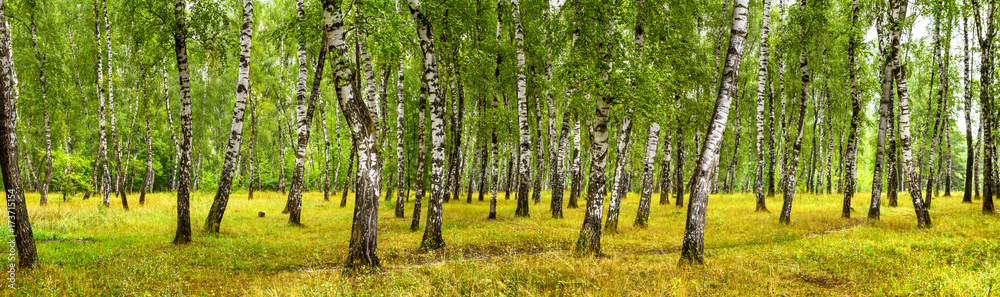 Birch grove on a sunny summer day, landscape banner, huge panorama Birch grove on a sunny summer day, landscape banner, huge panorama