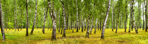 Fototapeta Naklejka Na Ścianę i Meble -  Birch grove on a sunny summer day, landscape banner, huge panorama