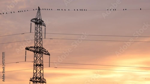 Power line and birds with creamy colorful sky in the morning