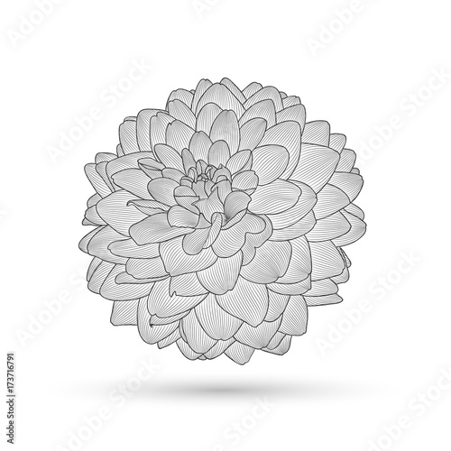 Fototapeta Naklejka Na Ścianę i Meble -  Abstract floral background. Vector flower dahlia. Element for design.