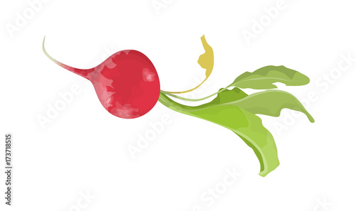 Isolated fresh radish.