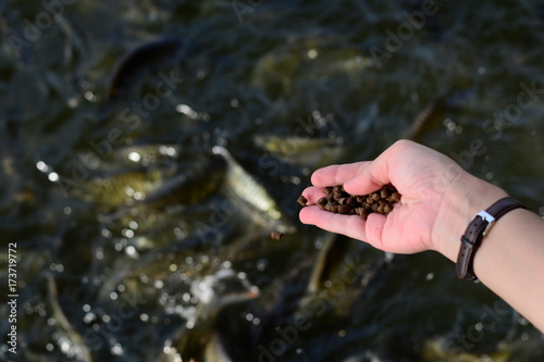 a  hand of woman feeding for fishes in the pond