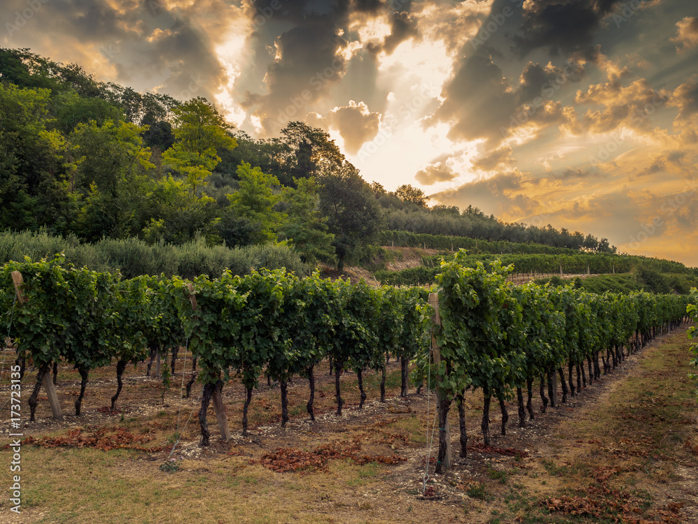 Naklejka premium Alba in vigna