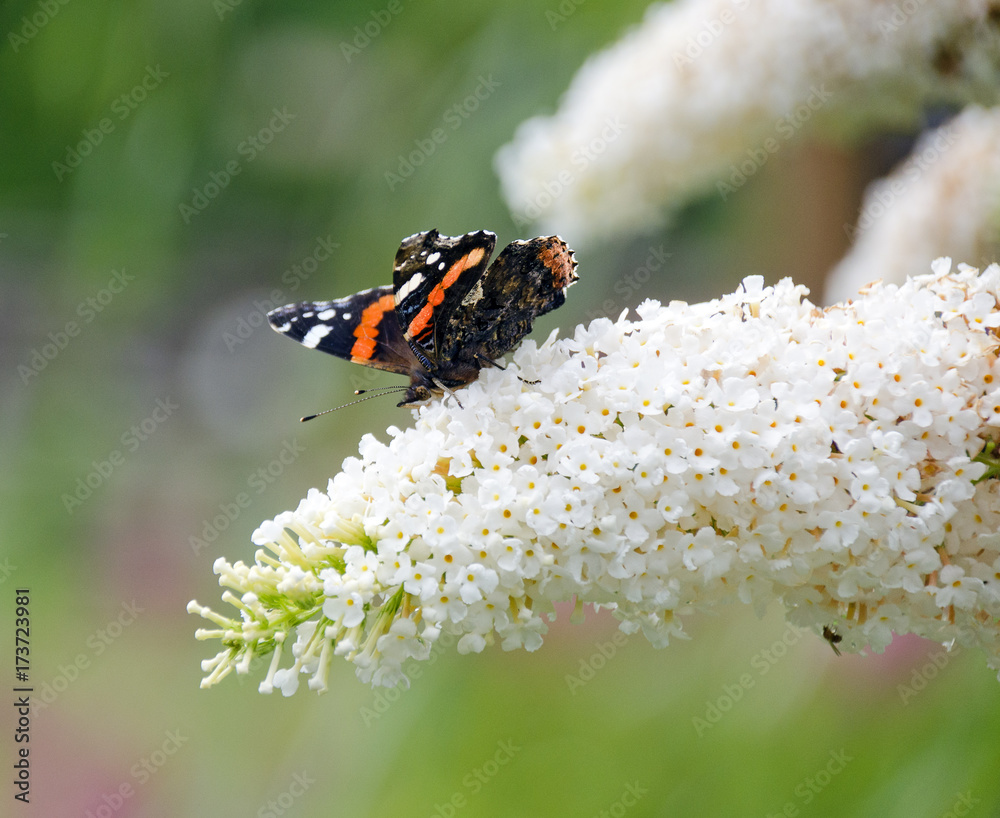 butterfly on butterfly-bush butterfly on butterfly-bush