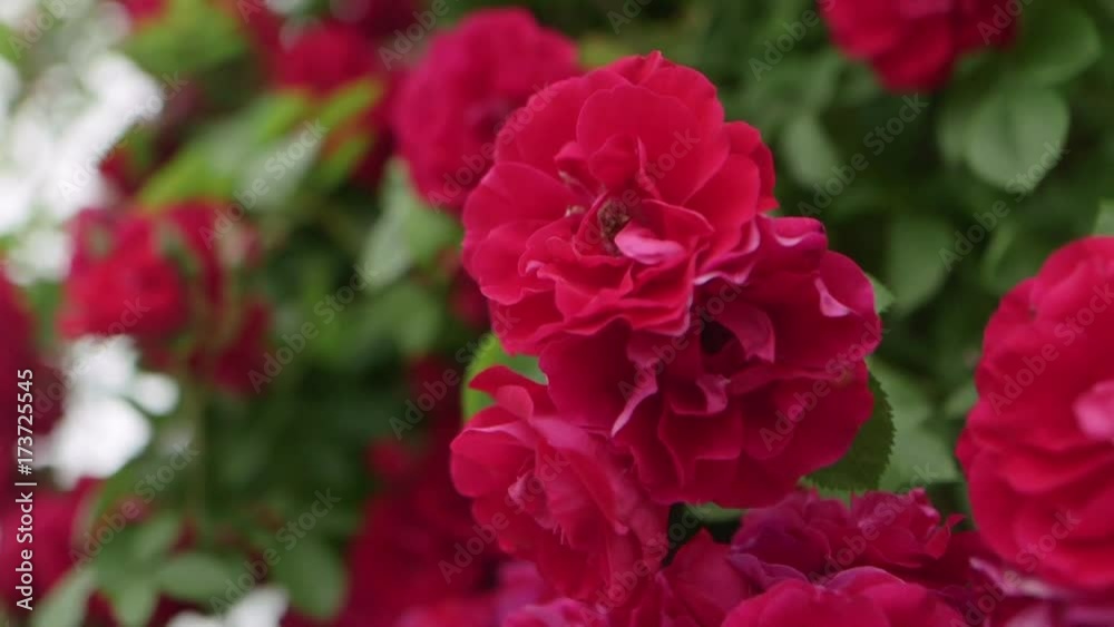 Bourdon butine sur roses rouges Bourdon butine sur roses rouges