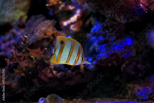 Copperband butterfly fish photo