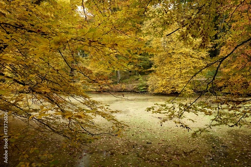 Autumn in the forest of Soignes near Brussels in Belgium 