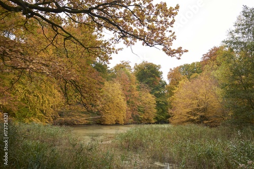 Autumn in the forest of Soignes near Brussels in Belgium 