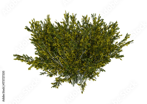 3D Rendering Creosote Bush on White photo