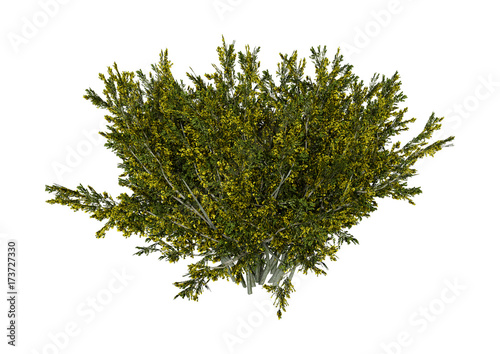 3D Rendering Creosote Bush on White