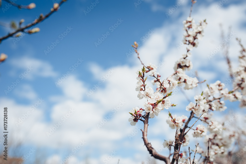 Branch with flowers. Apricot blossom, bloom, flowering. Welcome fresh spring. Floral background, macro, close up. Sakura flowers. Branch with flowers. Apricot blossom, bloom, flowering. Welcome fresh spring. Floral background, macro, close up. Sakura flowers.