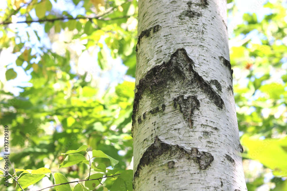 Beautiful birches in forest in early autumn Beautiful birches in forest in early autumn