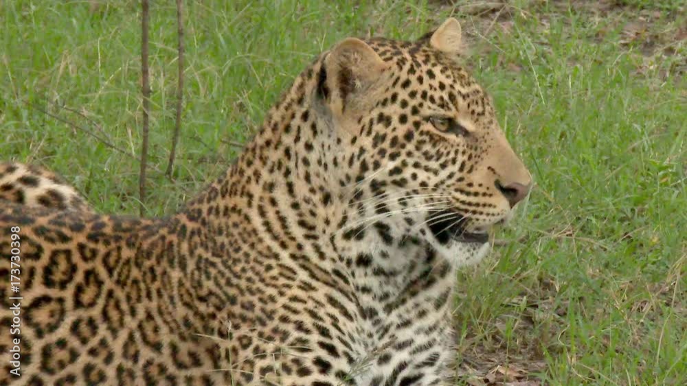 Leopard (Panthera pardus) lying in grass, cleaning himself, close-up. Location Maasai mara, Kenya. Leopard (Panthera pardus) lying in grass, cleaning himself, close-up. Location Maasai mara, Kenya.