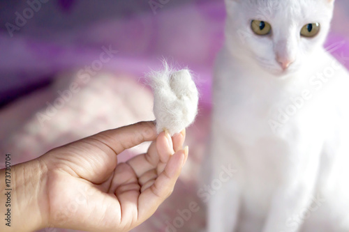 Fototapeta Naklejka Na Ścianę i Meble -  woman hand holding a pile of cat hair loss with blur white cat sitting on bed in background ,people with allergy from hair cat and healthcare concept 