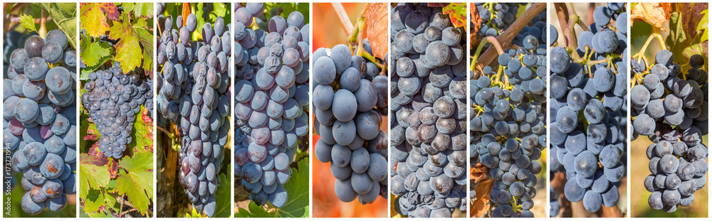 Εκτύπωση καμβά assemblage de grappes de raisin rouge