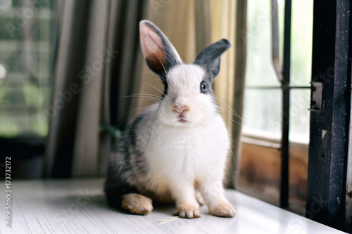 Foto Grey bunny rabbit looking frontward to viewer, Little bunny sitting on white desk, Lovely pet for children and family