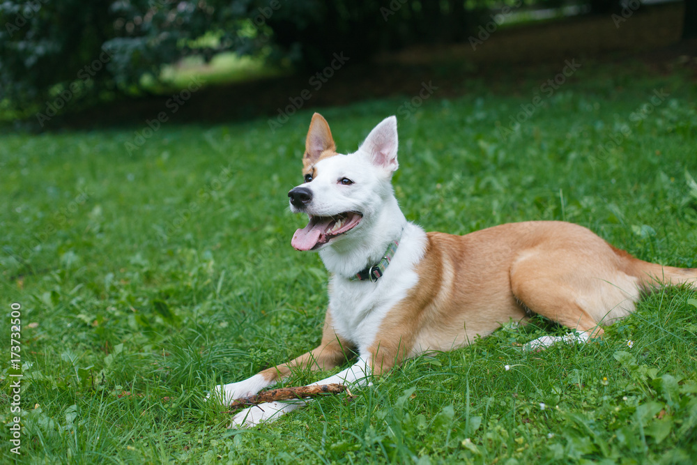 Happy and active purebred Basenji dog outdoors in the grass on a sunny summer day