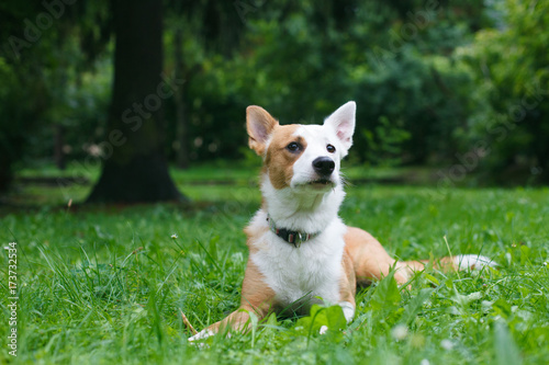 Happy and active purebred Basenji dog outdoors in the grass on a sunny summer day