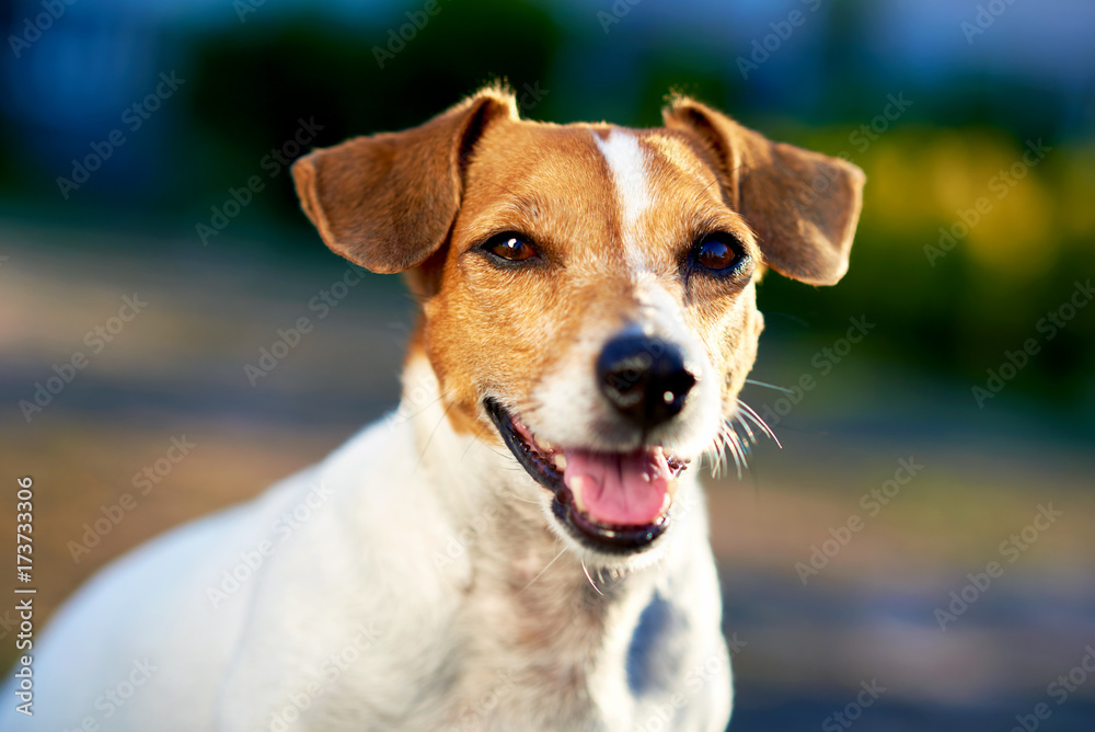 Jack Russell Terrier outdoors