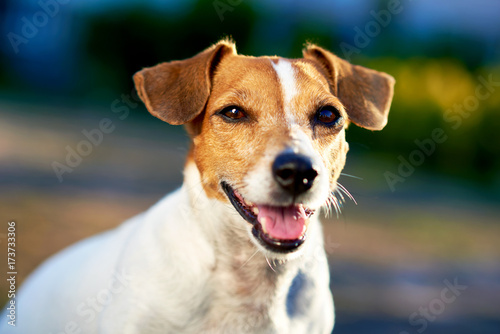Jack Russell Terrier outdoors © Alex Tihonov