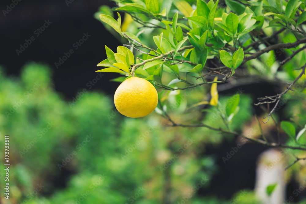 Yellow Japan grapefruit