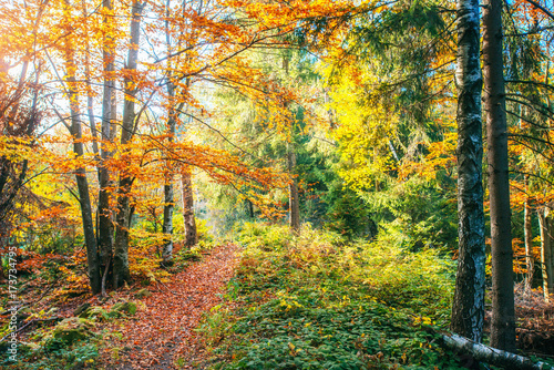 Fototapeta Naklejka Na Ścianę i Meble -  Golden morning sun rays on green grass in autumn. Beautiful nature background
