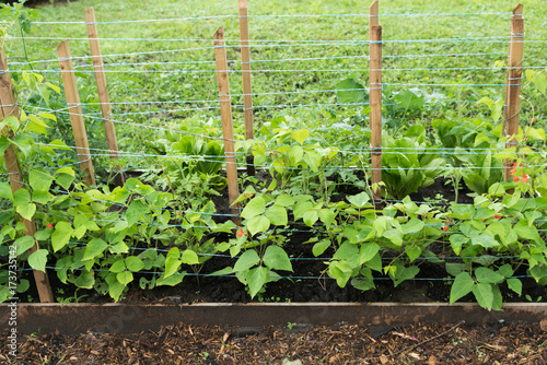 Scarlet runner beans growing in home garden with wooden stakes and string photo