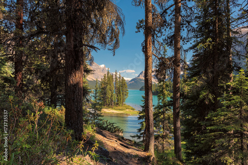 Beautiful view of the Spirit Island in Maligne Lake  from tourist trail in the forest  Jasper National park  Alberta  Canada. 