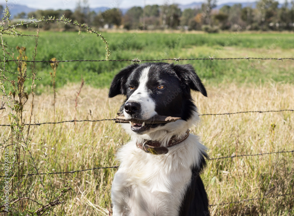 Border Collie dog with stick in mouth next to wire fence on farm