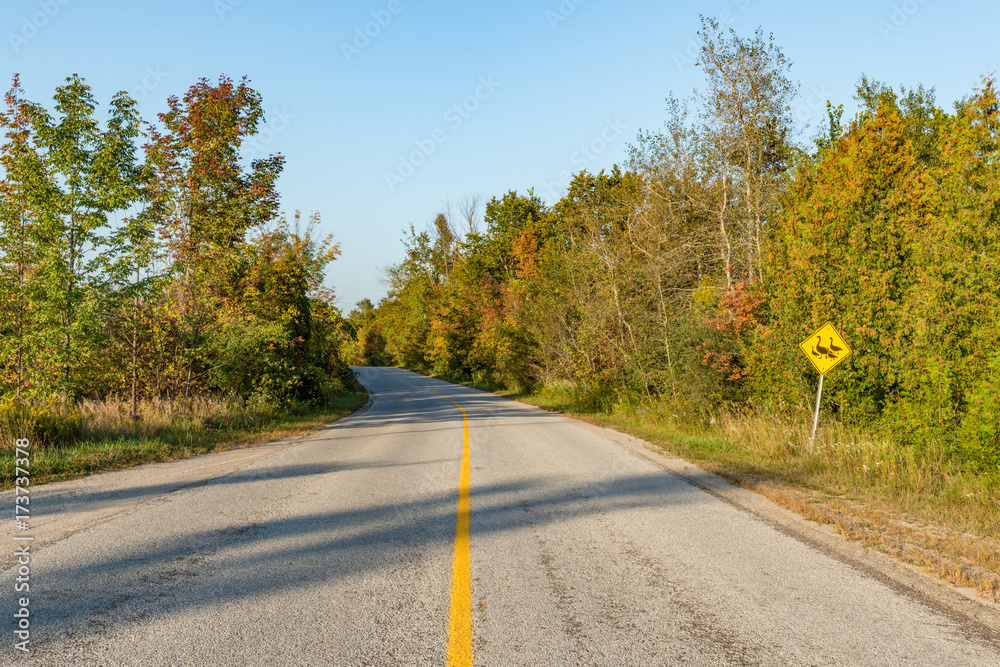 Fototapeta premium Goose crossing