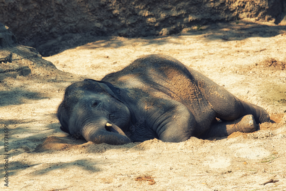 Photography Young elephant calf resting