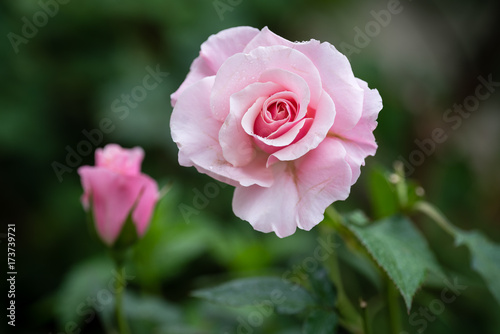 Pink Rose © Paul