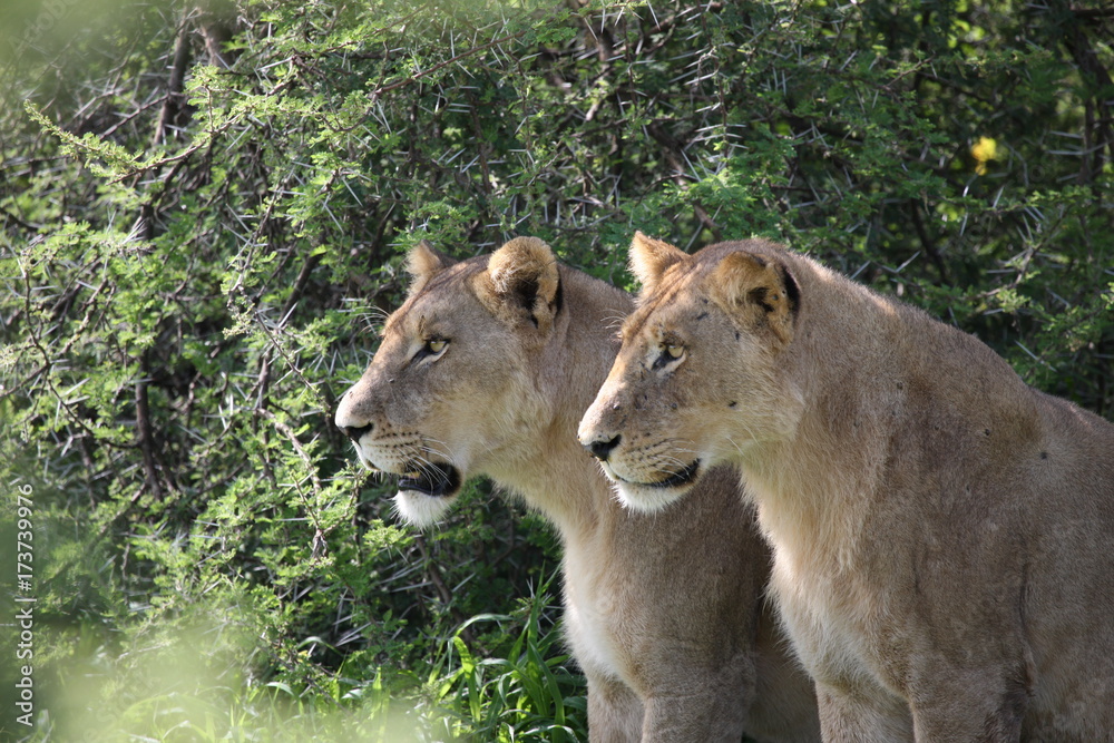 Lion wild dangerous mammal africa savannah Kenya Lion wild dangerous mammal africa savannah Kenya