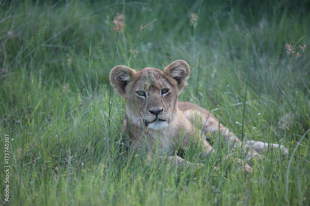Obraz premium Lion wild dangerous mammal africa savannah Kenya