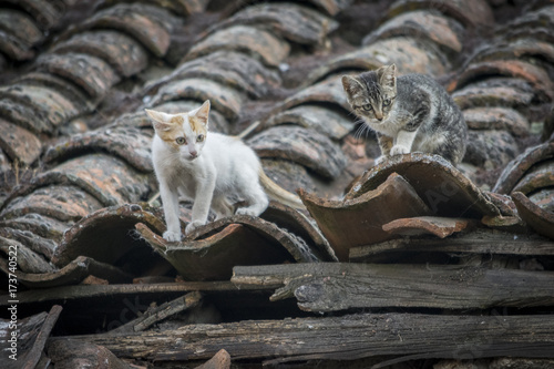 Fototapeta Naklejka Na Ścianę i Meble -  Gatos sobre el tejado