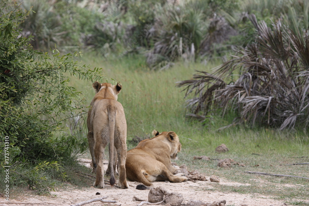 Lion wild dangerous mammal africa savannah Kenya