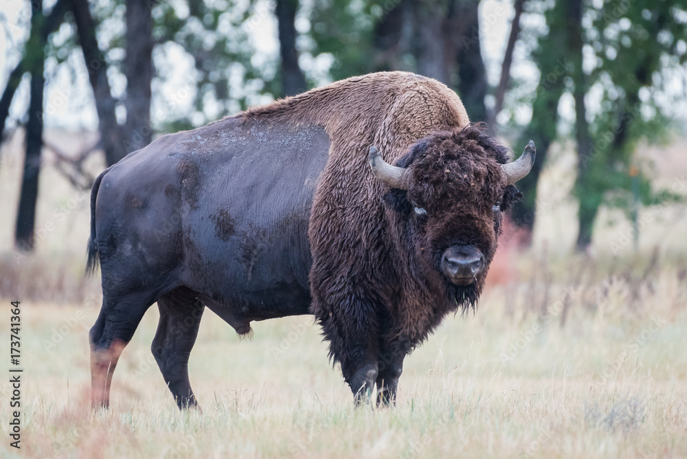 American Bison Bull - Genetically Pure Specimen