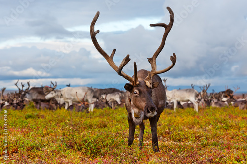 Avka is a general name for domesticated reindeer. Herd of reindeer grazes in the tundra nearby of polar circle. photo