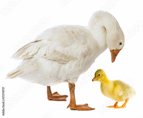 white goose and gosling (Anser anser domesticus) isolated on a white background photo