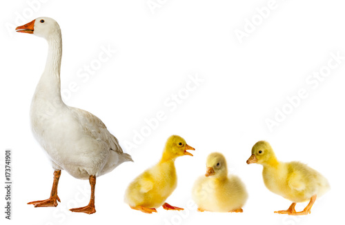 white goose and goslings (Anser anser domesticus) isolated on a white background